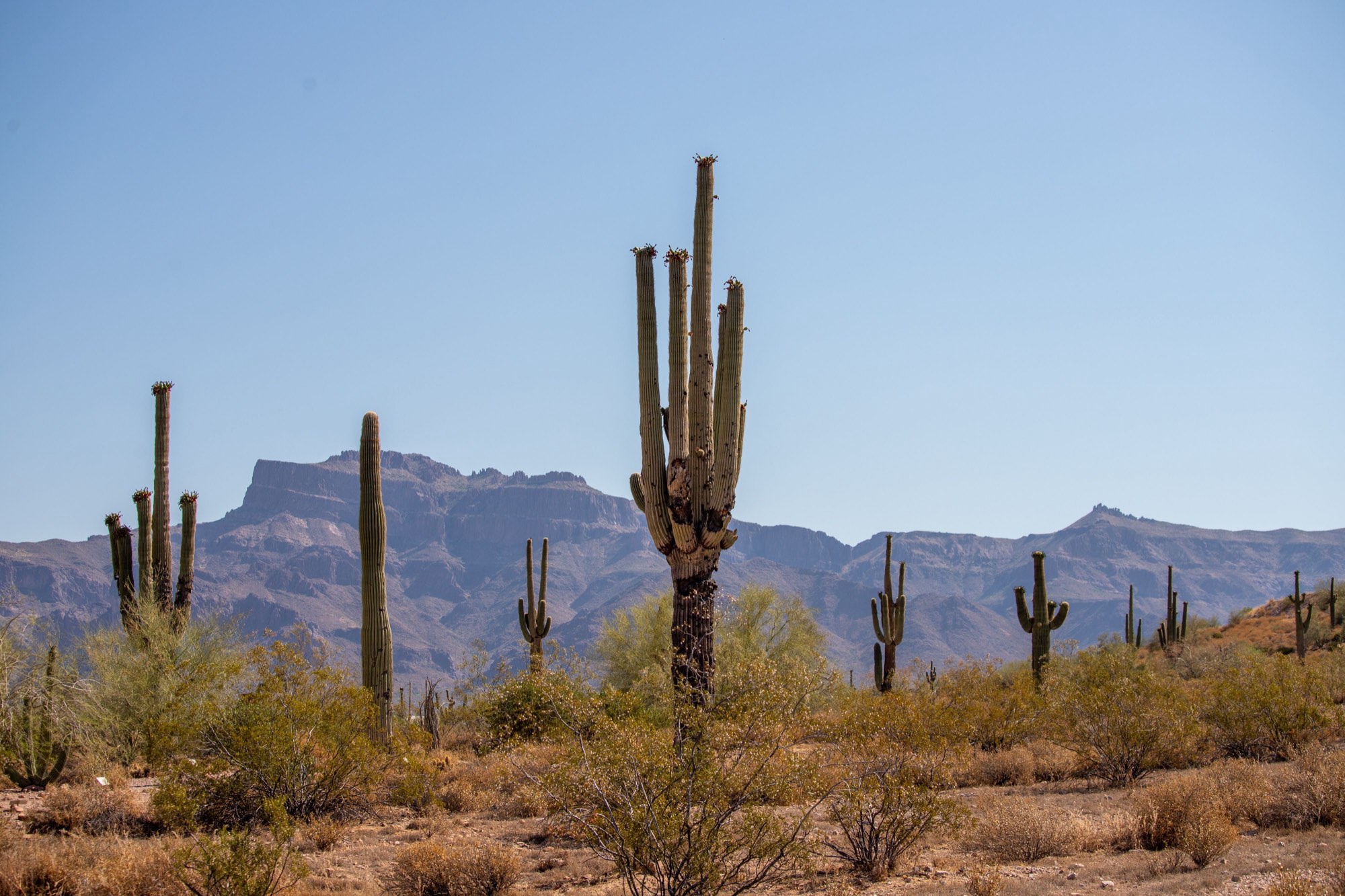 Sonoran Desert landscape with saguaro cacti against the Superstition Mountains — Arizona